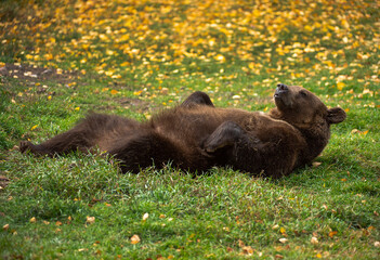 Grizzly Bear Playtime