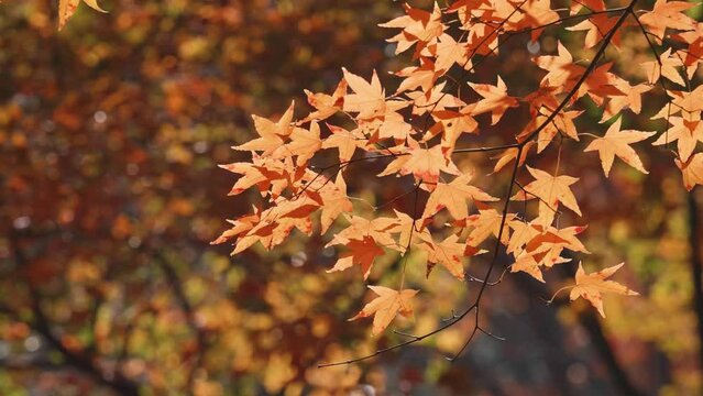 Close up of golden maple leaves swaying in wind with maple forest background, 4k slow motion footage, backlit effect.