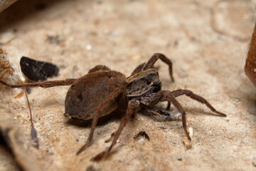 Wolf Spider - Lycosa sp. side view.