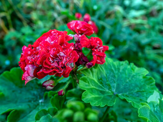 double red geranium flowers with drops of dew frozen in ice