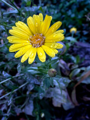 first snow on the petals of calendula in the garden
