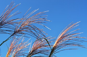 Ornamental grass tassels against a clear blue summer sky.