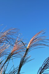 Ornamental grass tassels against a clear blue summer sky.