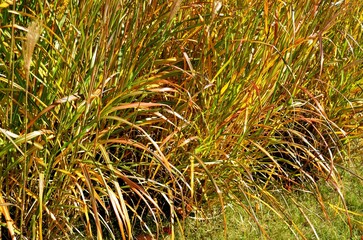 Colorful Fall season ornamental grasses and tassels.
