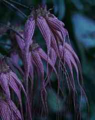 美しい洋蘭ドリス・デュークスの花