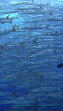 Vertical underwater video of school of Chevron Barracuda in midwater