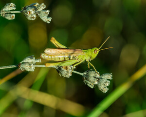 A large green grasshopper sits on a dry lavender stem