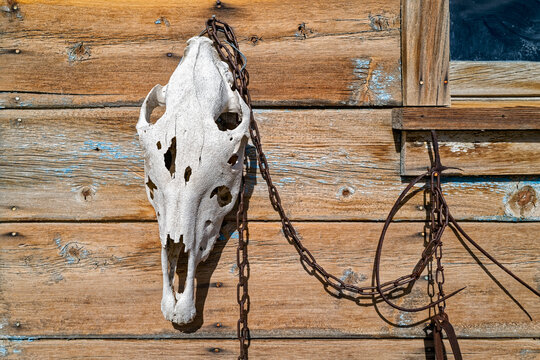 A horse skull decorates the exterior wall of a miner's shack in Nevada, USA