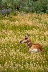 Naklejka na ściany i meble Pronghorn Antelope Grazing in Grand Teton National Park