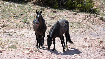 Black stallion and black mare wild horses on mineral lick hillside in the central Rocky Mountains of the western United States