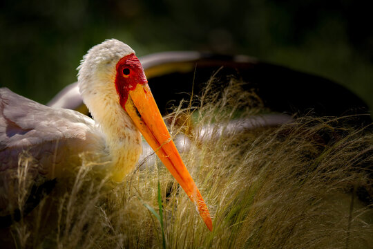 Yellow Billed Stork