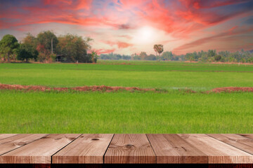 perspective wooden board over rice field