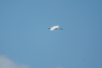 Fototapeta na wymiar Little Egret (Egretta garzetta) in Flight.