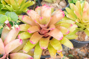Obraz premium close up of Bromeliads plant or Aechmea fasciata in the garden 