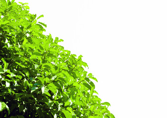 Obraz premium isolated green branches on white background. Soft and selective focus.