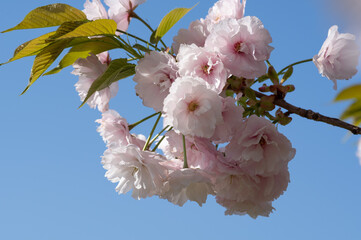 八重桜　春のイメージ