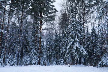 Winter snowy frosty landscape. The forest is covered with snow. Frost and fog in the park.