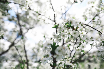 White flowers on a green bush. The white rose is blooming. Spring cherry apple blossom.