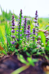 Plants and flowers macro. Detail of petals and leaves at sunset. Natural nature background.