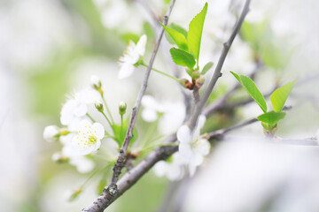 White flowers on a green bush. Spring cherry apple blossom. The white rose is blooming.