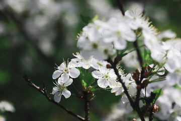 White flowers on a green bush. The white rose is blooming. Spring cherry apple blossom.