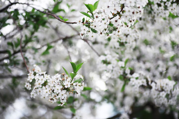 White flower on the tree. Apple and cherry blossoms. Spring flowering.