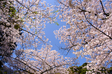 福井県敦賀市　金ヶ崎の桜