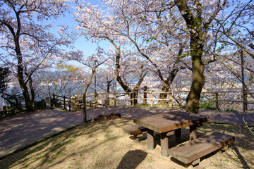 Fototapeta premium 福井県敦賀市 金ヶ崎の桜