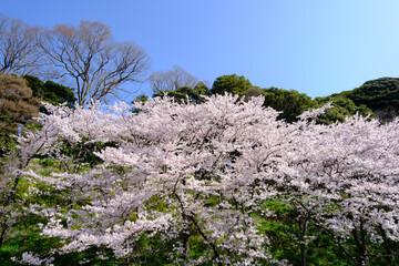 福井県敦賀市　金ヶ崎の桜