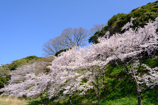 福井県敦賀市　金ヶ崎の桜