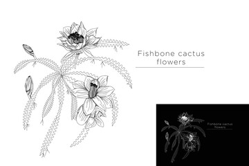 monoline vector illustration fishbone cactus flower sketch negative space. © Mufa vector