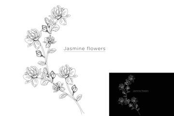 monoline vector illustration jasmine flower sketch negative space. - obrazy, fototapety, plakaty