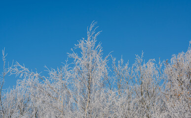 Winterlandschaft, Schnee und Eis bedeckte Bäume bei einem Ackerland an einem frühen Morgen