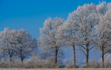 Winterlandschaft, Schnee und Eis bedeckte Bäume bei einem Ackerland an einem frühen Morgen