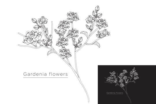 monoline vector illustration gardenia flower sketch negative space.