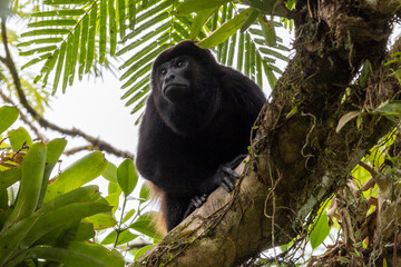 Ein männlicher Mantelbrüllaffe frontal im Regenwald von Costa Rica