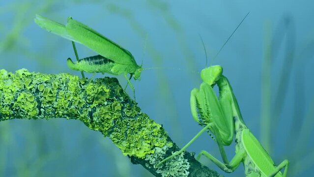 Slow motion, Green grasshopper chirps its wings next to large female Transcaucasian tree praying mantis (Hierodula transcaucasica), it attacks it and eats it sitting on tree branch. 