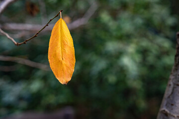 A single leaf remains on a tree branch at the beginning of winter.
