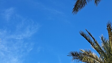 Palm trees on the blue sky. Palm leaves against the blue sky. Selective focus. Background. Copy space
