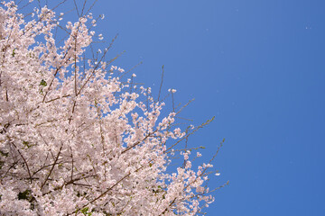 さくら　春のイメージ