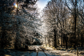 The Wyre Forest after fresh snowfall