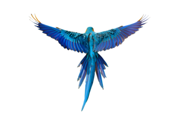 Colorful flying parrot isolated on transparent background png file