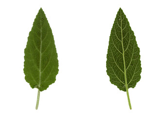 Meadow sage leaves isolated over white