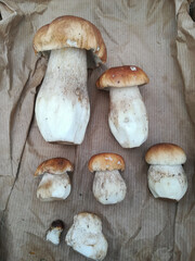 porcini (Boletus edulis) mushroom vegetarian food