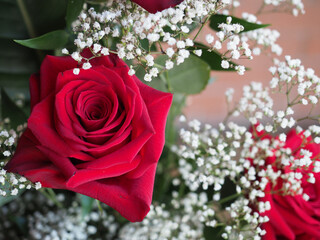 rose (Rosa) plant red flower