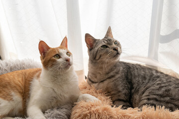 窓辺でくつろぐ二匹の猫