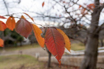 紅葉