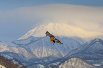 【北海道】知床半島のオジロワシ