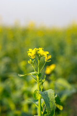 Selective mustard flower close up inside of an agricultural farm