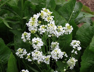 White horseradish fowers close up in organic garden. Blooming horseradish, lat. Armoracia rusticana, a perennial vegetable plant, in spring.